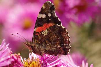 短信网页在线轰炸源码