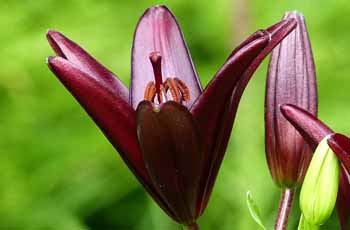 苹果短信轰炸机