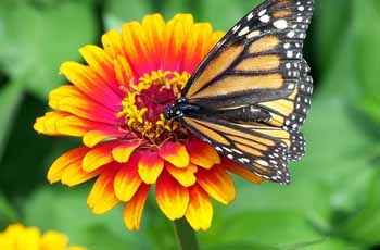 手机短信轰在线轰炸免费