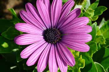 苹果短信轰炸机