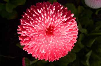 轰炸电话在线使用