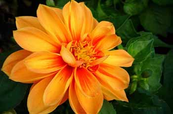 高级服务开通的电话短信轰在线轰炸免费