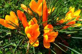 轰炸电话在线使用