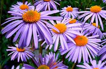 在线办公软件的骚扰短信呼叫软件